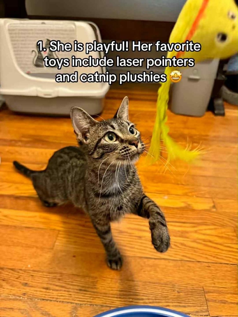 Kit Kat