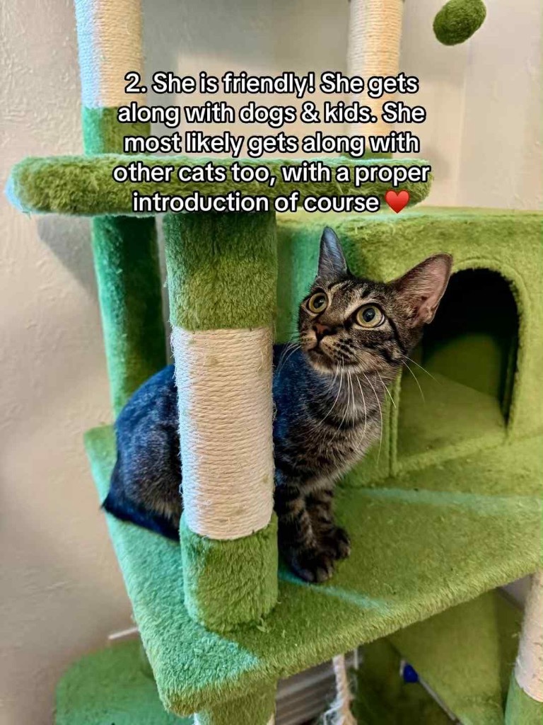 Kit Kat