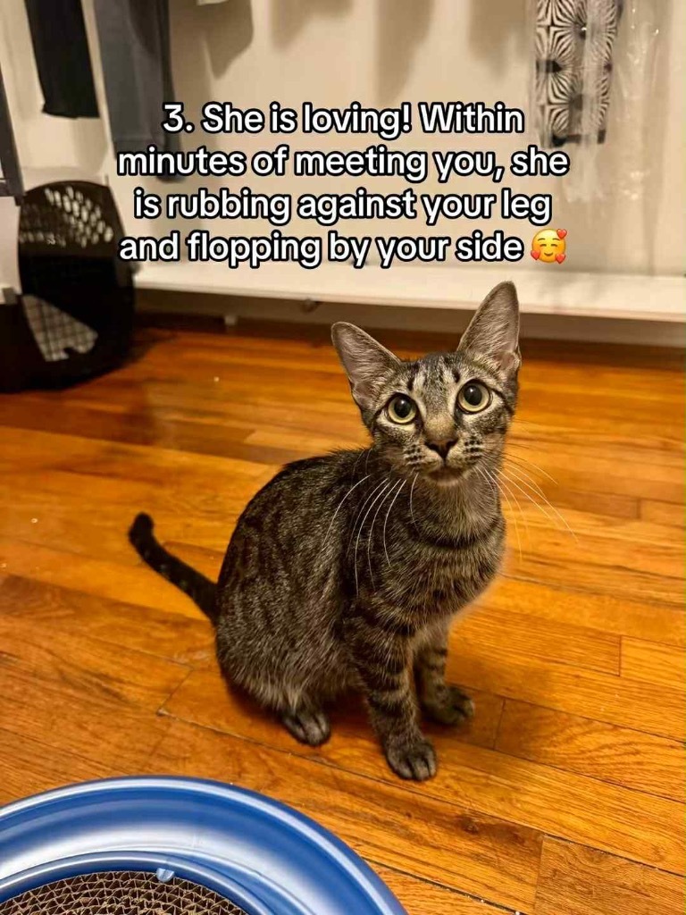 Kit Kat