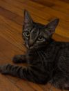 Kit Kat photo 5