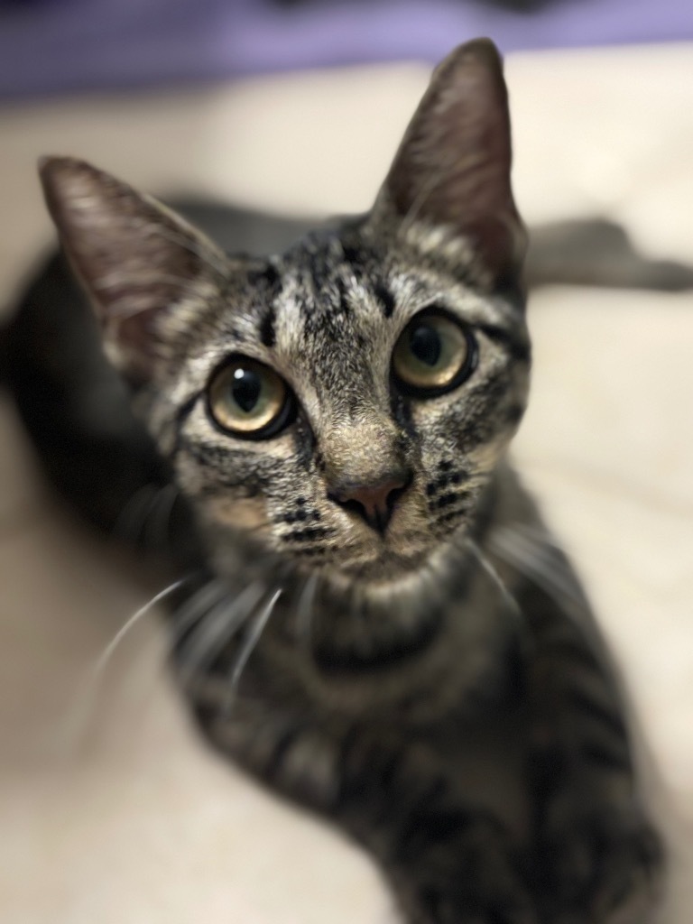 Kit Kat