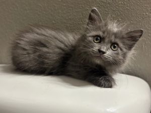 Milky Way, Baby Female unknown