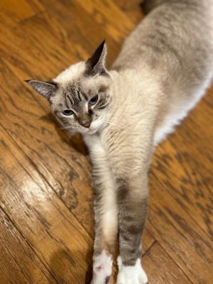 Charlotte, Adult Female unknown