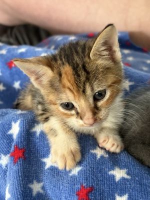 Peppermint, Baby Female unknown