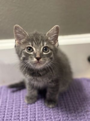 Almond Joy, Baby Male unknown