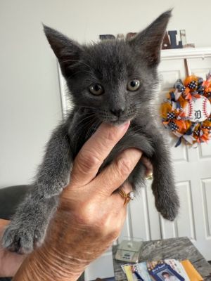 Lavender, Baby Female unknown