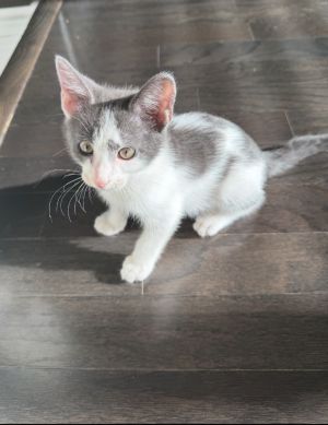 Peach, Baby Male unknown