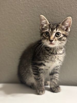 Twix, Baby Female unknown