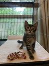 Twix photo 3