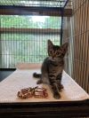 Twix photo 4