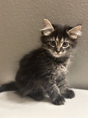 Snickers, Baby Female unknown