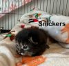 Snickers photo 2