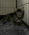 Snickers photo 5