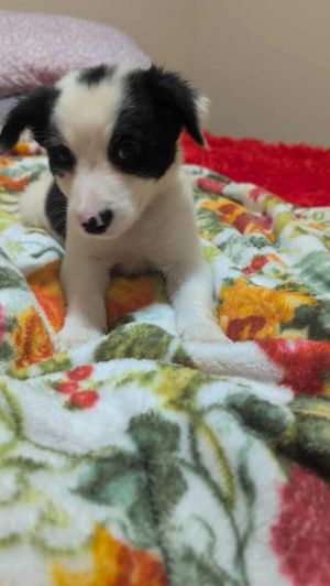 Waylon, Baby Male unknown