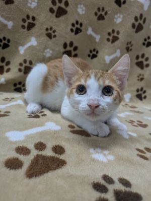 Pudding Pop, Baby Female unknown