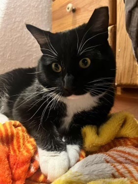 Simon, an adoptable Domestic Short Hair in Fort collins, CO, 80526 | Photo Image 1