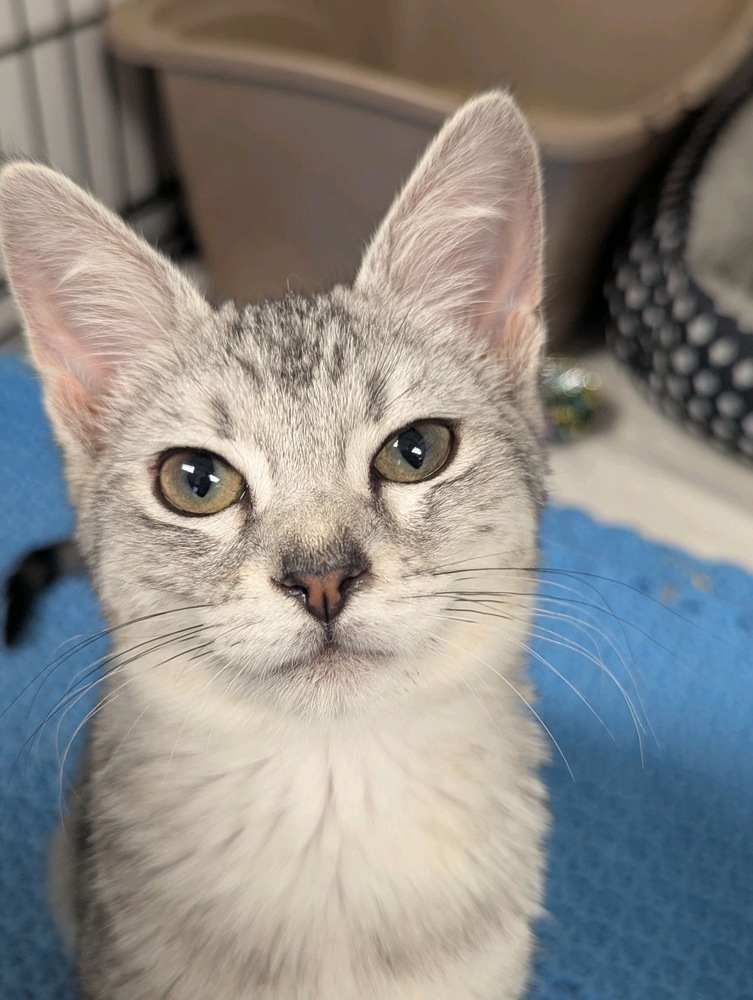 Zia, an adoptable Domestic Short Hair in Fort collins, CO, 80526 | Photo Image 1