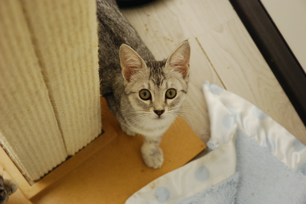 Zia, an adoptable Domestic Short Hair in Fort collins, CO, 80526 | Photo Image 2