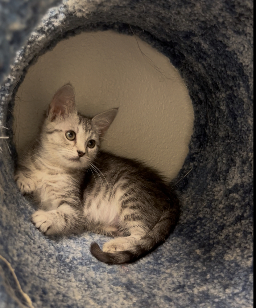 Zia, an adoptable Domestic Short Hair in Fort collins, CO, 80526 | Photo Image 3