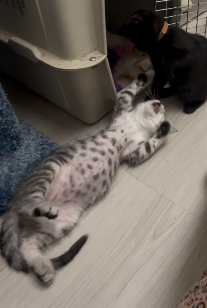 Zia, an adoptable Domestic Short Hair in Fort collins, CO, 80526 | Photo Image 4