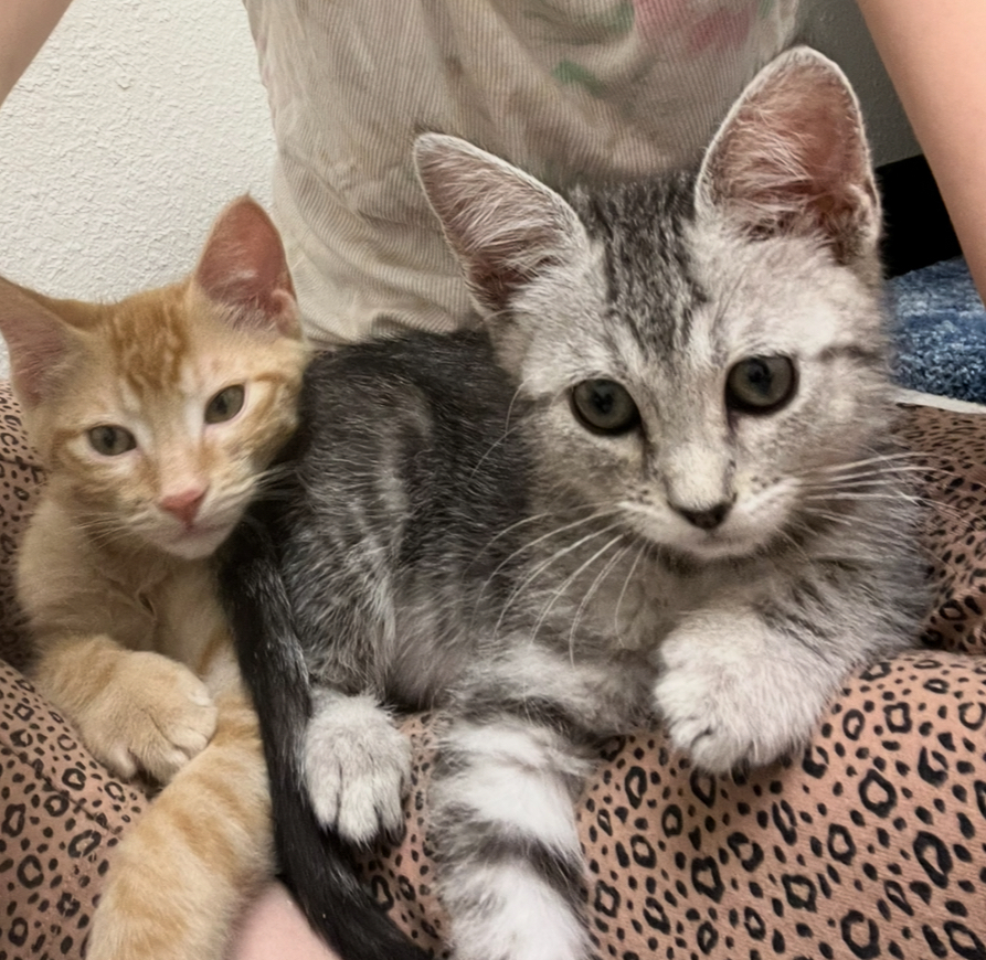 Zia, an adoptable Domestic Short Hair in Fort collins, CO, 80526 | Photo Image 5