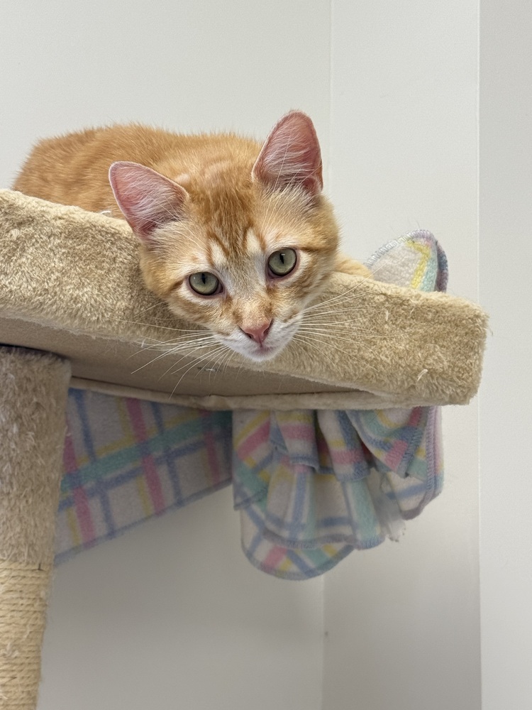 Chickpea, an adoptable Domestic Short Hair in Fort collins, CO, 80526 | Photo Image 1