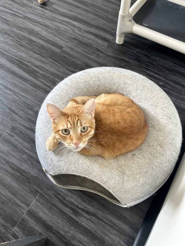 Chickpea, an adoptable Domestic Short Hair in Fort collins, CO, 80526 | Photo Image 1