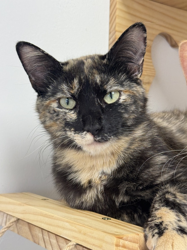 Fava, an adoptable Domestic Short Hair in Fort collins, CO, 80526 | Photo Image 1