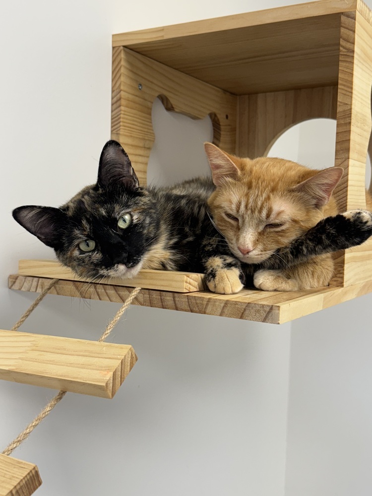 Fava, an adoptable Domestic Short Hair in Fort collins, CO, 80526 | Photo Image 2