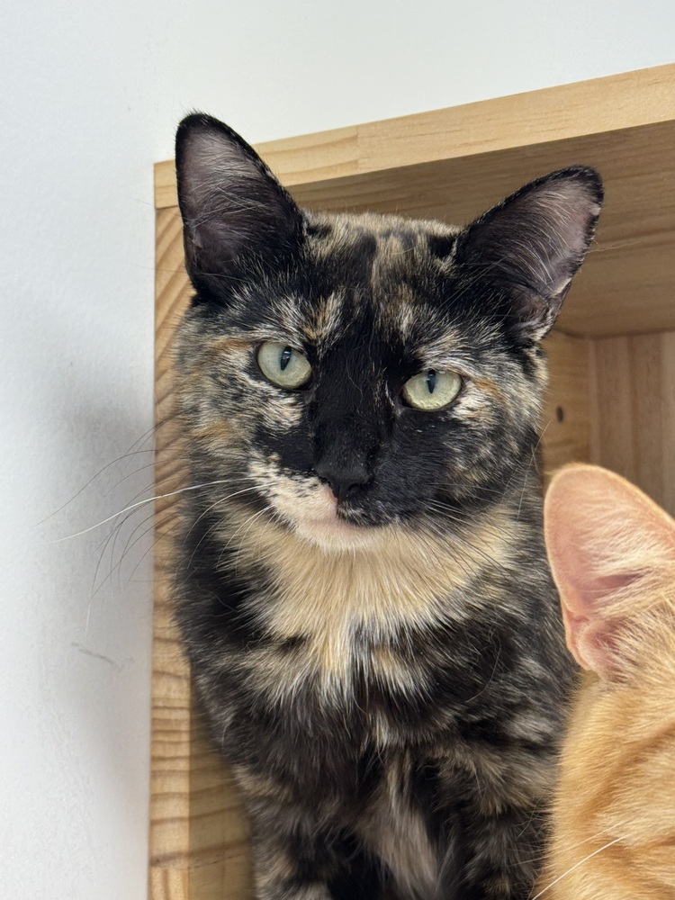 Fava, an adoptable Domestic Short Hair in Fort collins, CO, 80526 | Photo Image 4