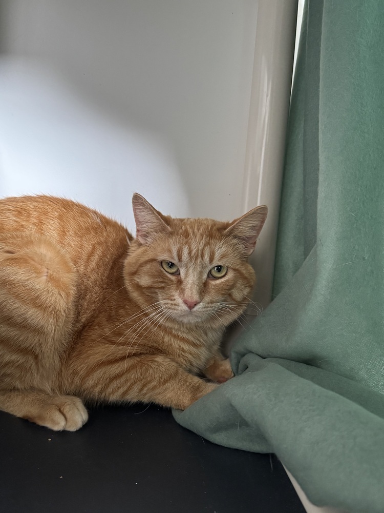 Butterbean, an adoptable Domestic Short Hair in Fort collins, CO, 80526 | Photo Image 1