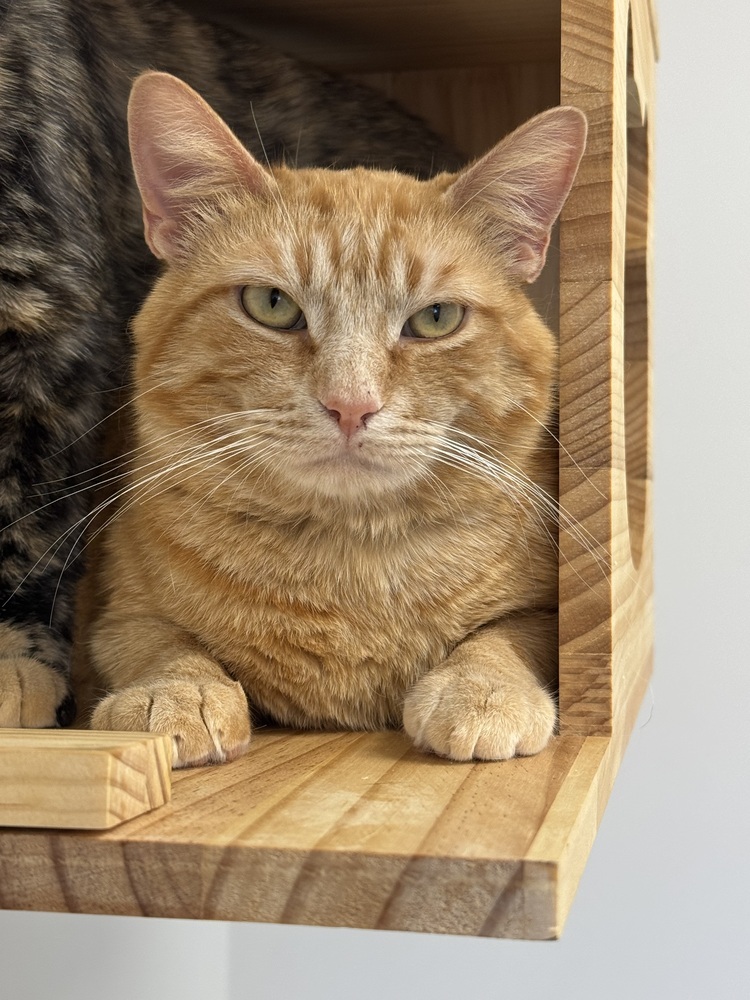 Butterbean, an adoptable Domestic Short Hair in Fort collins, CO, 80526 | Photo Image 2