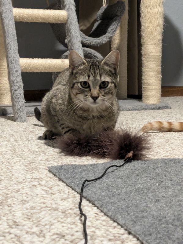 Garlic Bread, an adoptable Domestic Short Hair in Fort collins, CO, 80526 | Photo Image 1