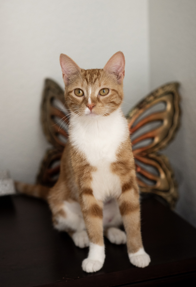 Mila, an adoptable Domestic Short Hair in Fort collins, CO, 80526 | Photo Image 1