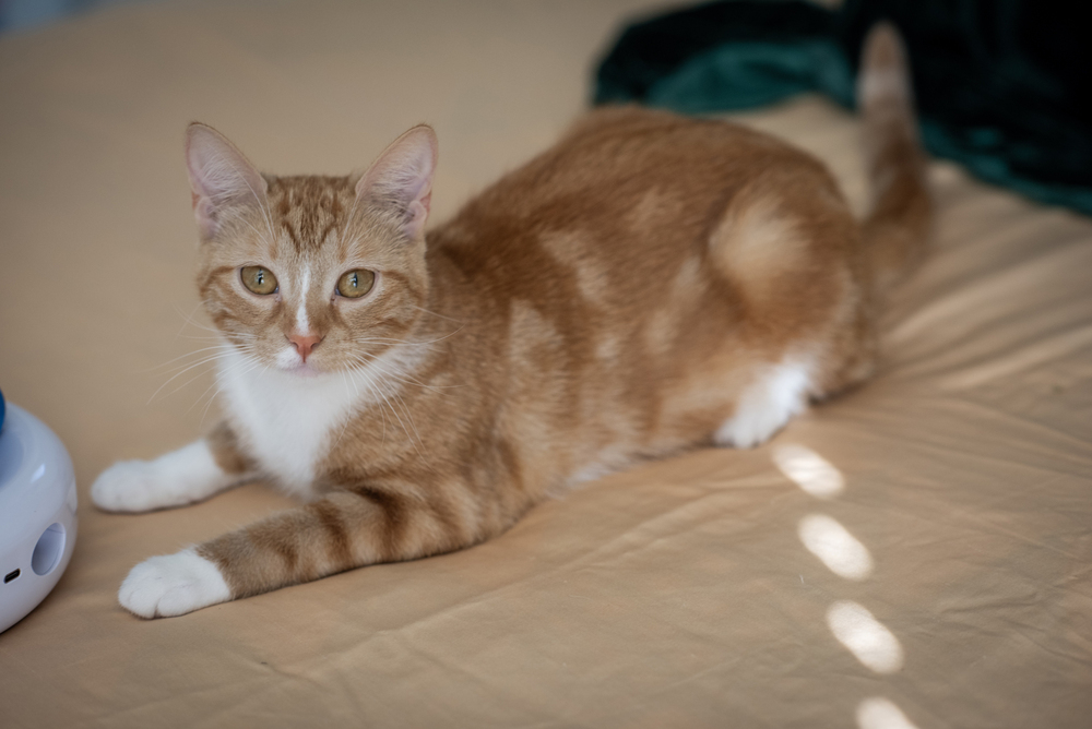 Mila, an adoptable Domestic Short Hair in Fort collins, CO, 80526 | Photo Image 3