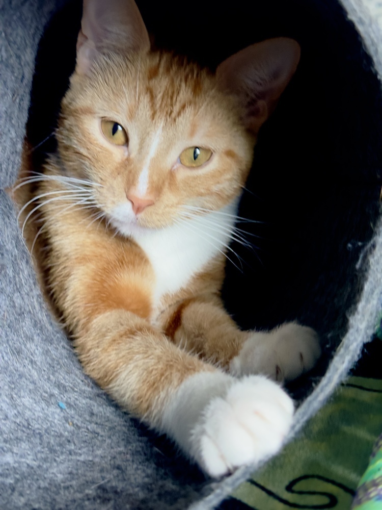 Mila, an adoptable Domestic Short Hair in Fort collins, CO, 80526 | Photo Image 4