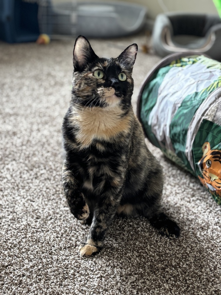 Fava, an adoptable Domestic Short Hair in Fort collins, CO, 80526 | Photo Image 1