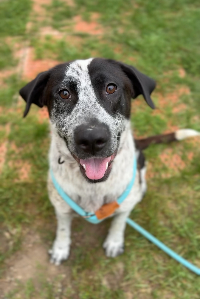 Calipso, an adoptable Mixed Breed in Bemidji, MN, 56601 | Photo Image 1