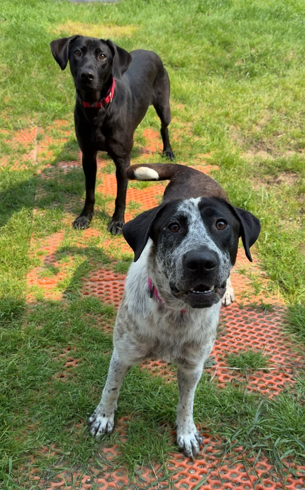 Calipso, an adoptable Mixed Breed in Bemidji, MN, 56601 | Photo Image 2