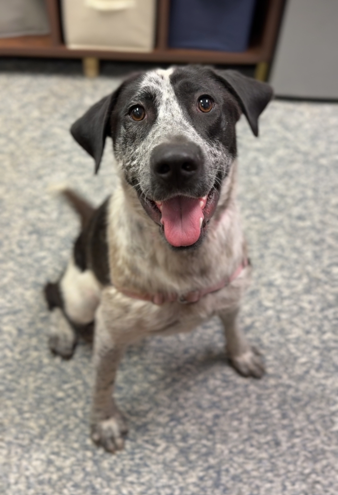 Calipso, an adoptable Mixed Breed in Bemidji, MN, 56601 | Photo Image 4