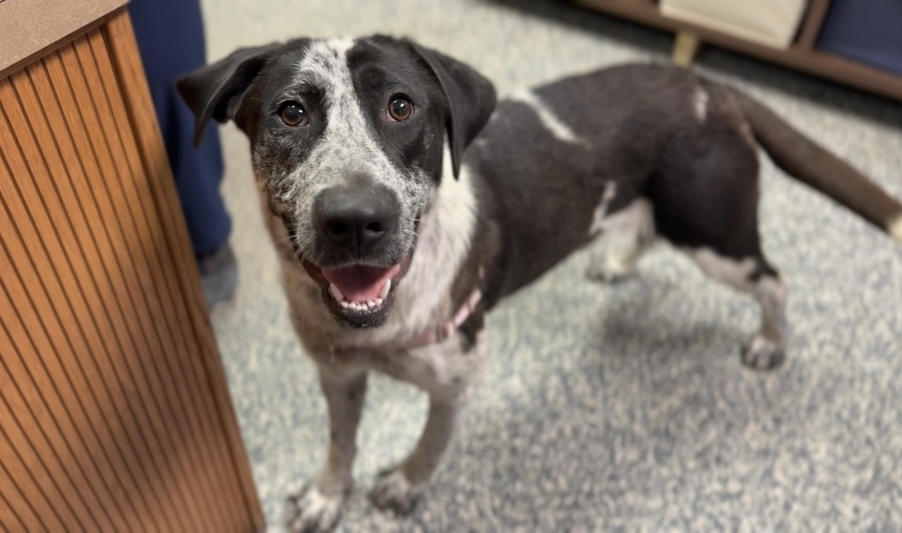 Calipso, an adoptable Mixed Breed in Bemidji, MN, 56601 | Photo Image 5