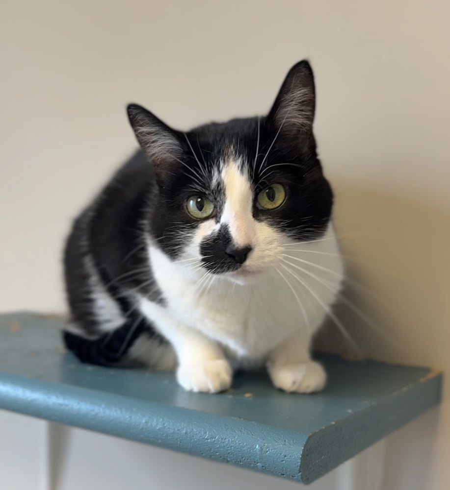 Lilly, an adoptable Domestic Short Hair in Bemidji, MN, 56601 | Photo Image 1