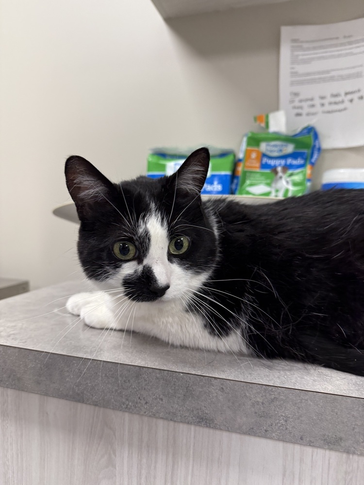 Lilly, an adoptable Domestic Short Hair in Bemidji, MN, 56601 | Photo Image 2