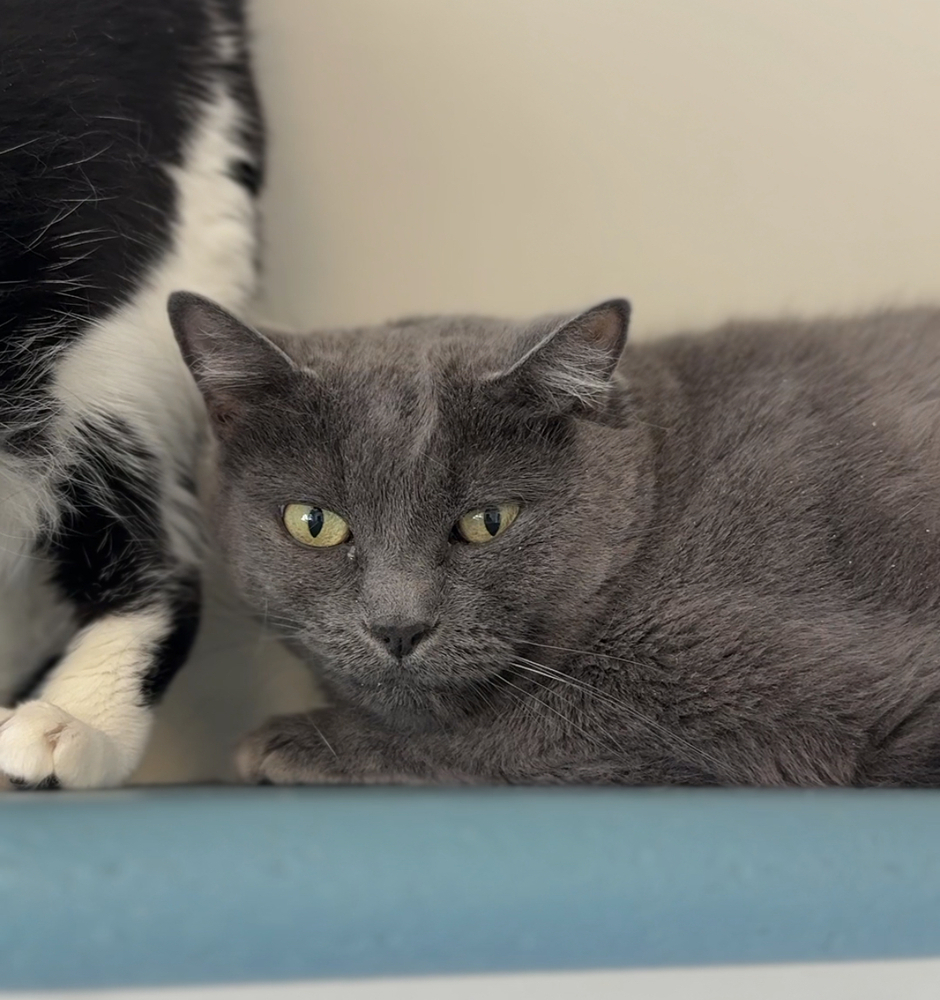 Bella, an adoptable Domestic Short Hair in Bemidji, MN, 56601 | Photo Image 1