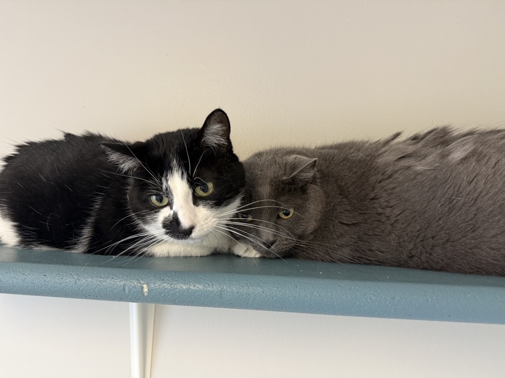 Bella, an adoptable Domestic Short Hair in Bemidji, MN, 56601 | Photo Image 2