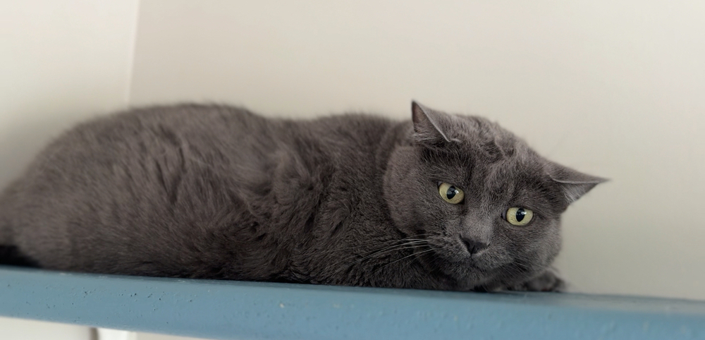 Bella, an adoptable Domestic Short Hair in Bemidji, MN, 56601 | Photo Image 3