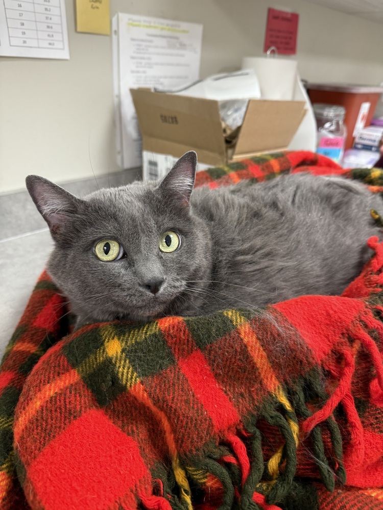 Bella, an adoptable Domestic Short Hair in Bemidji, MN, 56601 | Photo Image 4