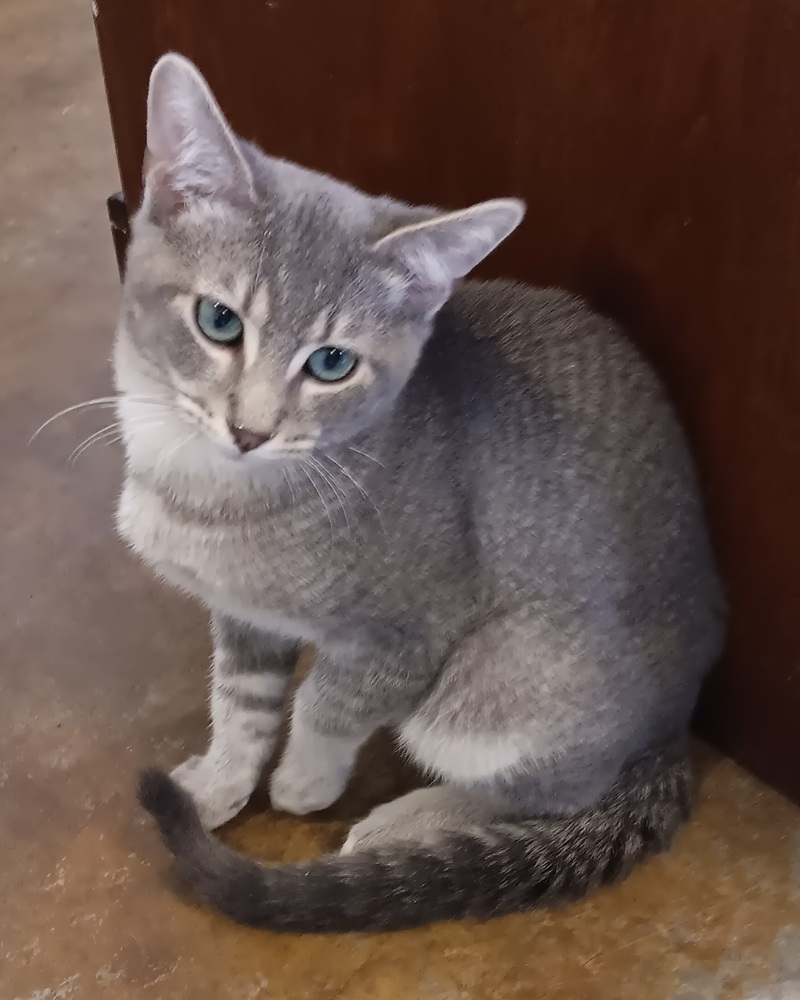 Elio, an adoptable Domestic Short Hair in Challis, ID, 83226 | Photo Image 1