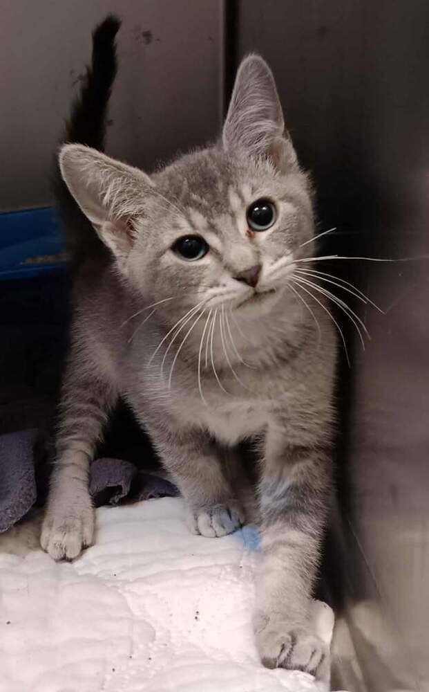 Elio, an adoptable Domestic Short Hair in Challis, ID, 83226 | Photo Image 3
