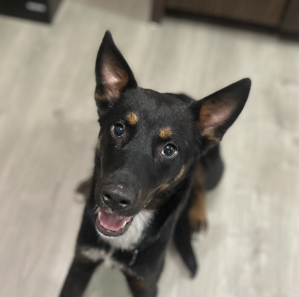 RADAR, an adoptable Shepherd, Lancashire Heeler in Langley, BC, V2Y 3K1 | Photo Image 1